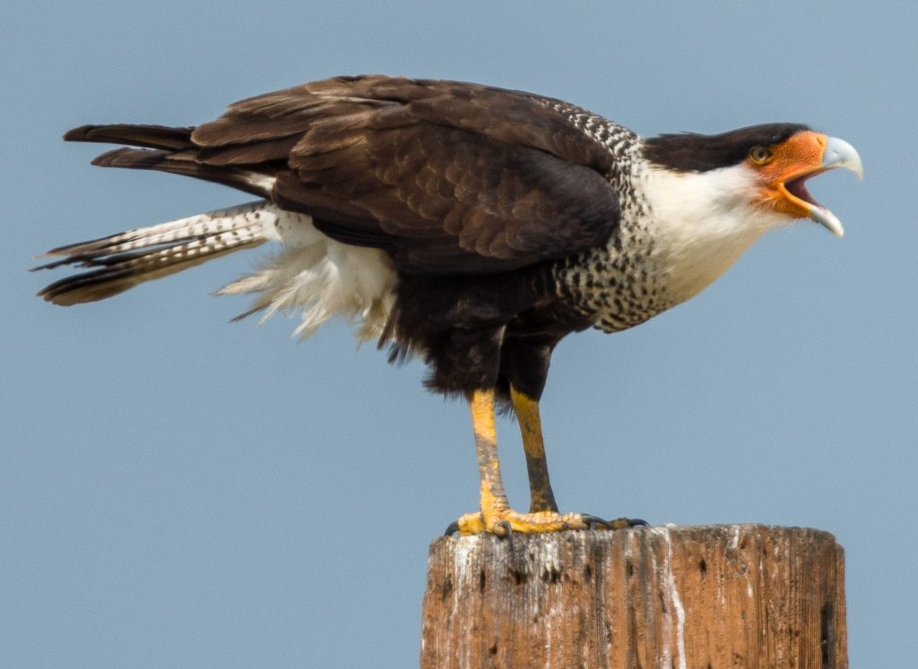 Birds – Nueces Delta Preserve